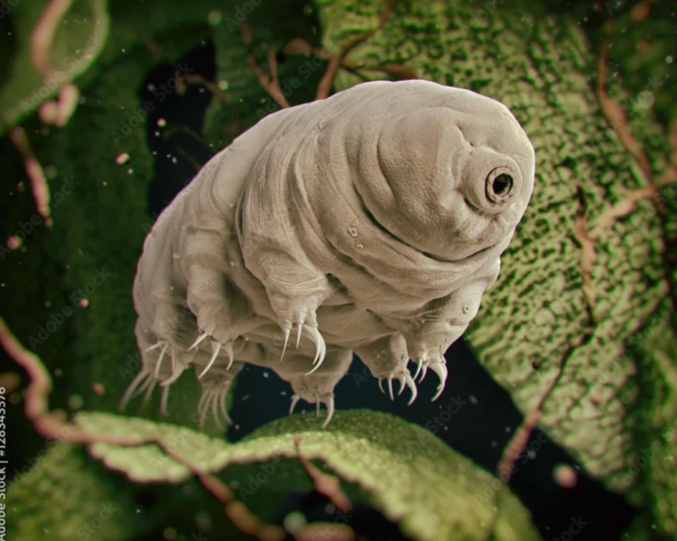 Əsl super qəhrəman: Hətta güllə belə bu canlıya batmır (FOTO)